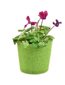 Květináč zelený s igelitovou vložkou - 15 x 13 cm