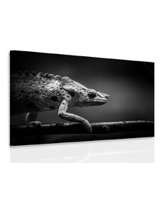 Malvis Obraz na plátně chameleon