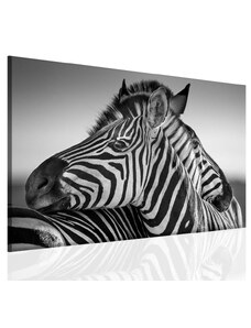 Malvis Černobílý obraz zebry