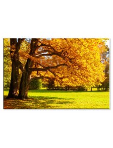 Malvis Obraz žlutý strom