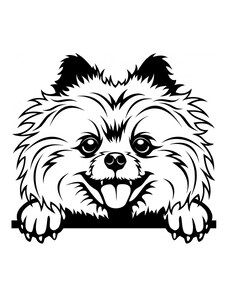 Gravon Samolepka pes - Pomeranian