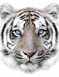 JERRY FABRICS Plyšová deka bílý tygr Polyester, 120/150 cm