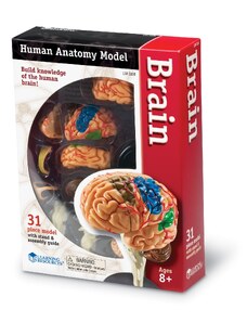 Learning Resources Anatomický model mozku
