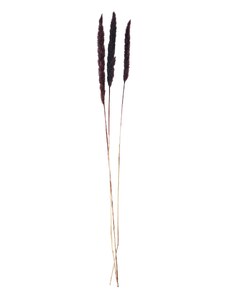 Madam Stoltz Sušené dekorativní květiny Dark Fuchsia - 3 ks