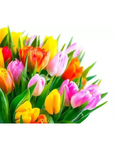 Gaira Malování podle čísel Tulipány M3498YD