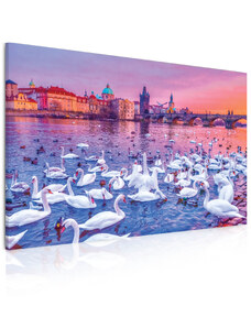 Malvis Obraz labutě na Vltavě