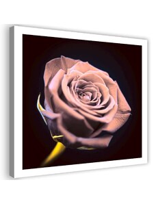 Gario Obraz na plátně Růže ve tmě Rozměry: 30 x 30 cm