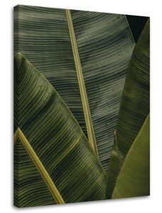Gario Obraz na plátně Tropické banánové listy Rozměry: 40 x 60 cm
