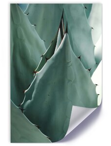 Gario Plakát Kaktusový list, detailní záběr na agáve Barva rámu: Bez rámu, Rozměry: 30 x 45 cm