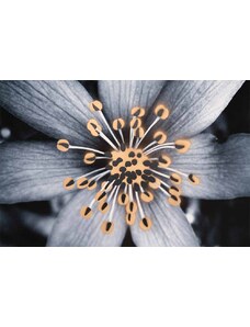 ETEGNOT JEAN-CLAUDE Tisk FLOWERS N.4 | JEAN-CLAUDE ETEGNOT