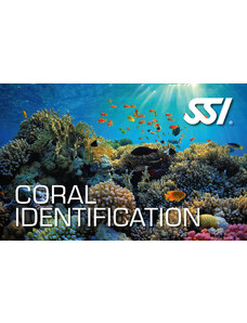 SSI Coral Identification - Biologie oceánů - Mořské koráli