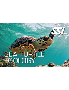 SSI Sea Turtle Ecology - Biologie oceánů - Mořské želvy