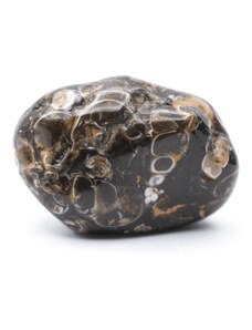 Milujeme Kameny Achát mušlový (turitella)
