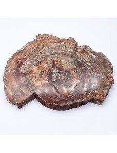 Milujeme Kameny Zkamenělé dřevo - zkamenělina ZD7