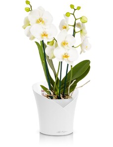 Lechuza Orchidea