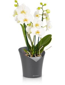 Lechuza Orchidea