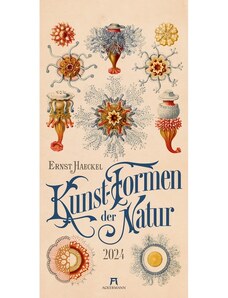 Ackermann Kunstverlag Nástěnný kalendář Umělecké formy přírody / Kunst-Formen der Natur - Ernst Haeckel Kalender 24AC2411