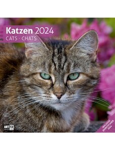 Ackermann Kunstverlag Nástěnný kalendář Kočky / Katzen Kalender 2024 24AC4420