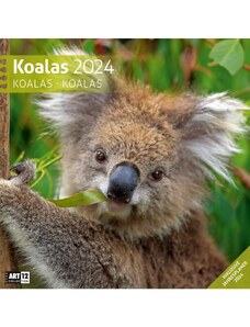 Ackermann Kunstverlag Nástěnný kalendář Koaly / Koalas Kalender 2024 24AC4422