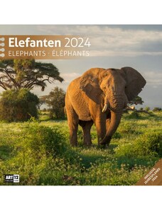 Ackermann Kunstverlag Nástěnný kalendář Sloni / Elefanten Kalender 2024 24AC4428