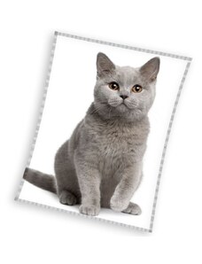 Carbotex Mikroplyšová deka Britská Kočka Šedá 150x200 cm