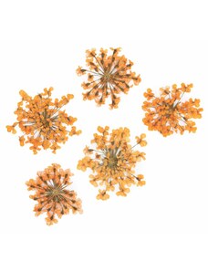 Sušené květy na nehty - Orange, 5 ks