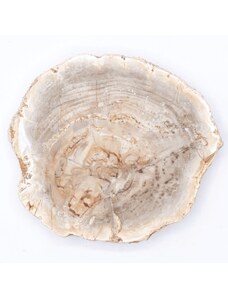 Milujeme Kameny Zkamenělé dřevo - zkamenělina ZD14