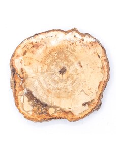 Milujeme Kameny Zkamenělé dřevo - zkamenělina ZD15