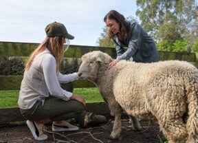 dvě ženy hladí ovci