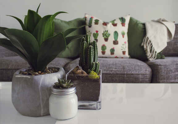 rostliny na stole v obývacím pokoji