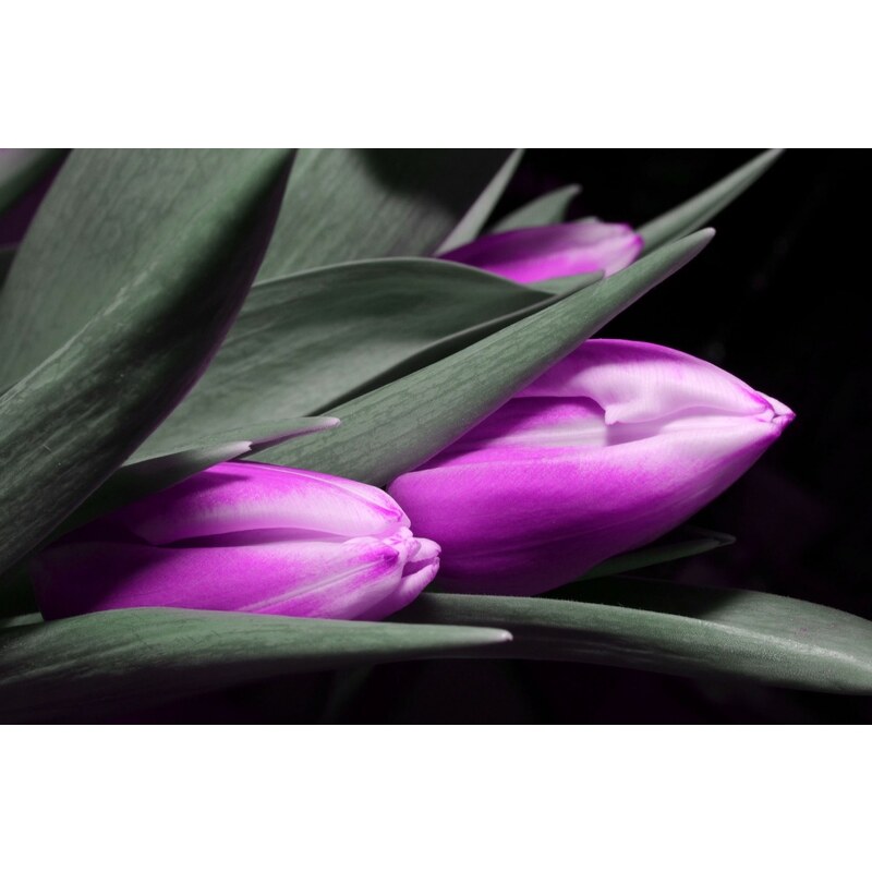 Malvis Obraz kytice tulipánů