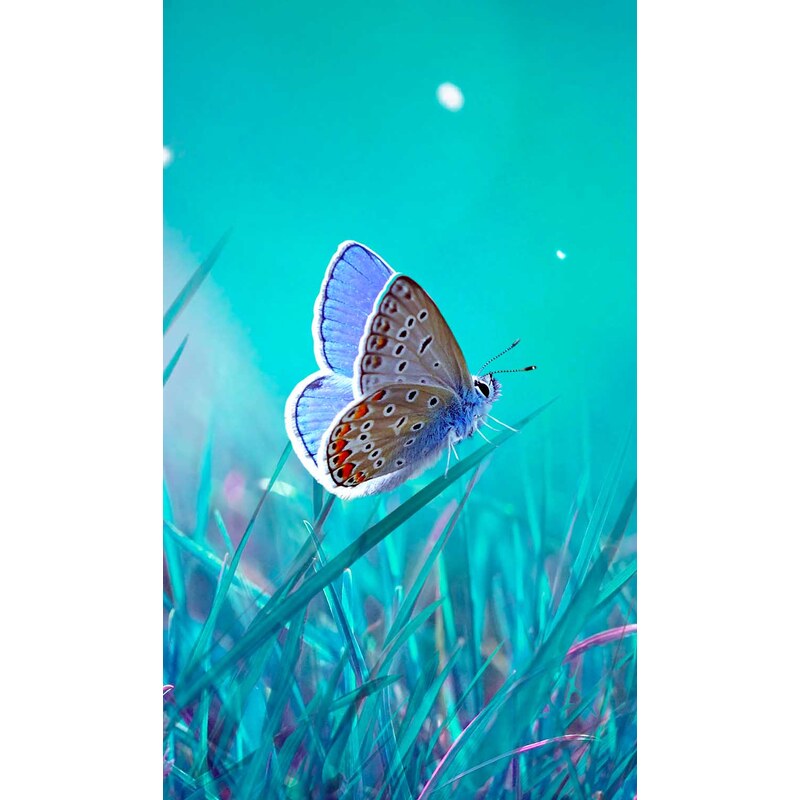 Malvis Třídílný obraz motýl v trávě