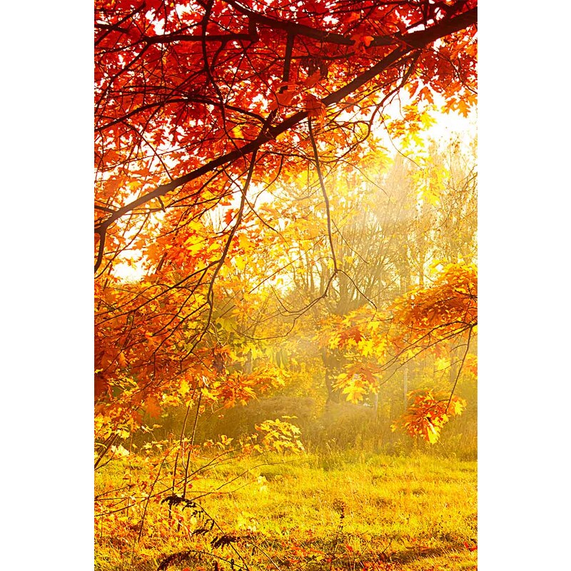 Malvis Obraz podzimní krajina