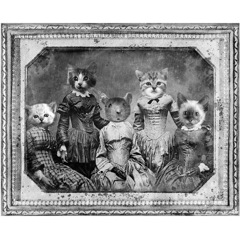 Plakát ZOOT Originál Kočičí rodinka
