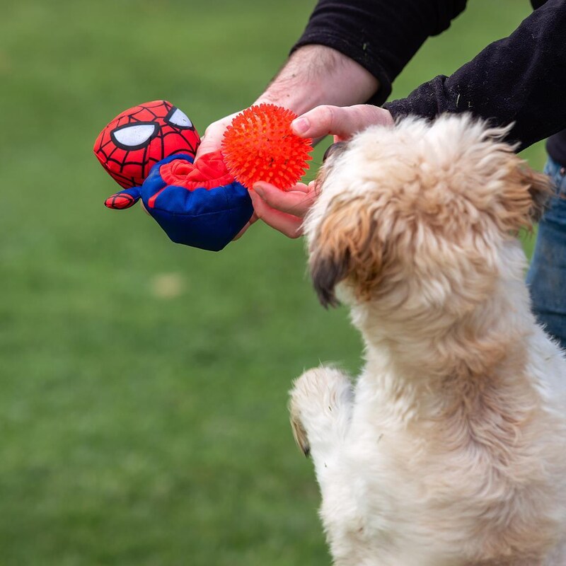 DOG TOYS PELOTA SPIDERMAN