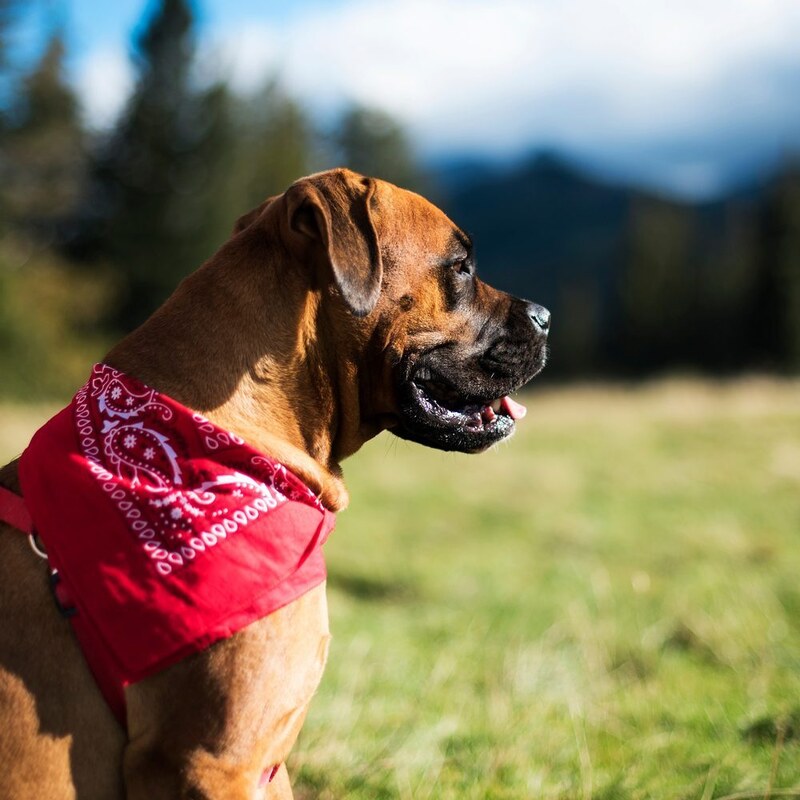 Art of Polo Bandana fialová