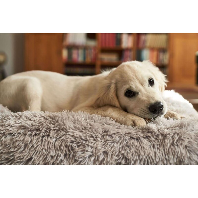 DogSpace Lassie tlaková branka pro pejsky, 73-80 cm bílá