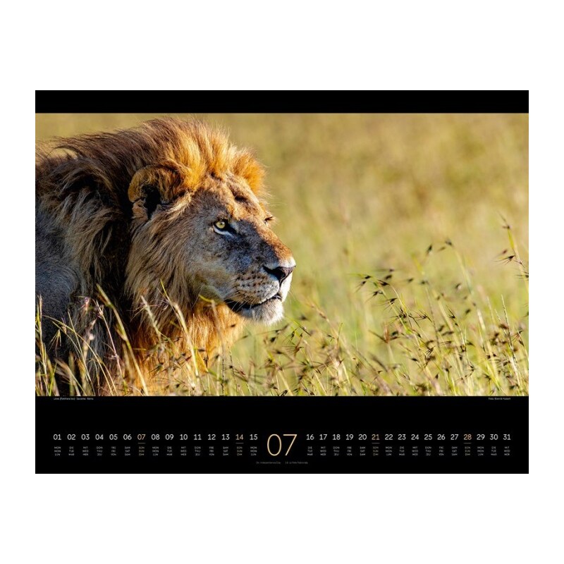 Ackermann Kunstverlag Nástěnný kalendář Divoká Afrika / Wildes Afrika Kalender 2024 24AC2490