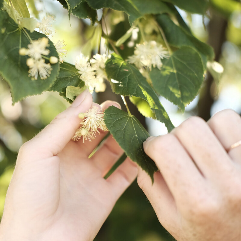 JAGAIA Botanický parfém Pure Linden