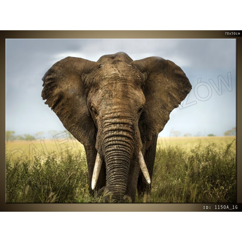 ART Obraz 70 x 50 cm slon