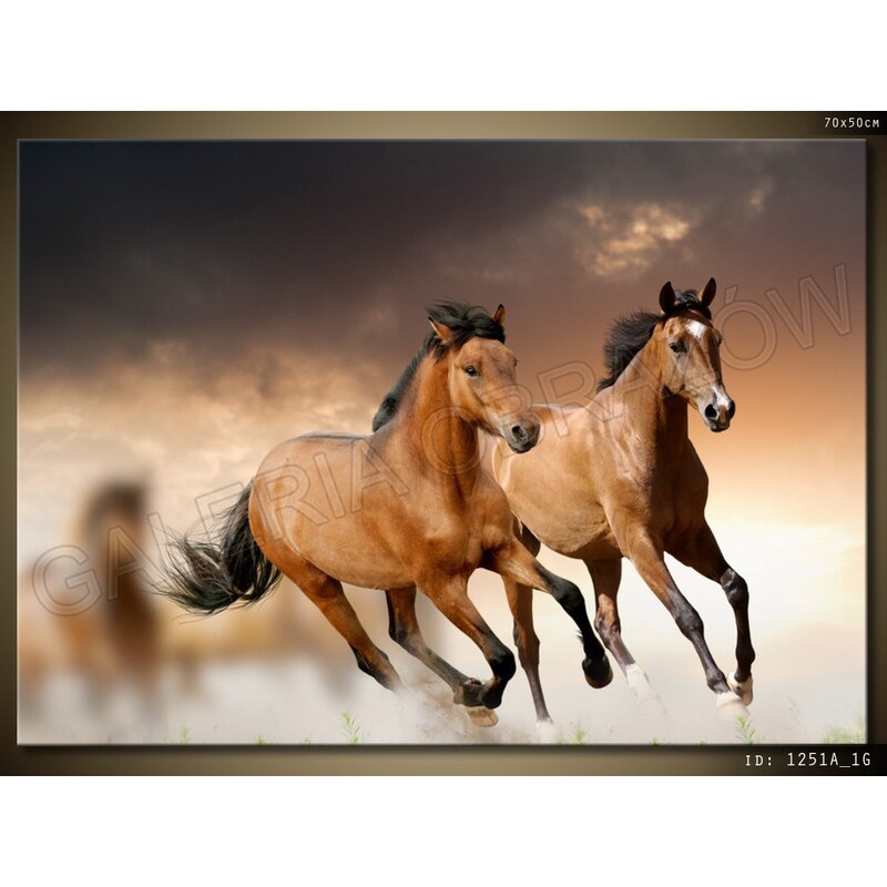 ART Obraz 70 x 50 cm koně