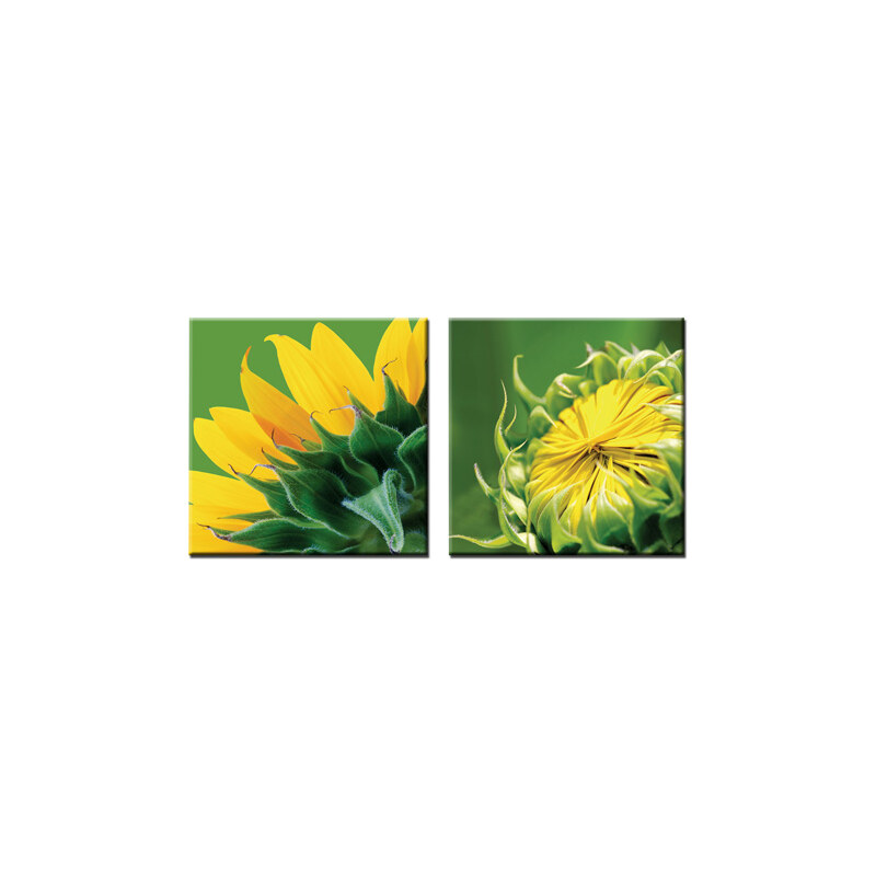 StarDeco Obrazy Sunflower