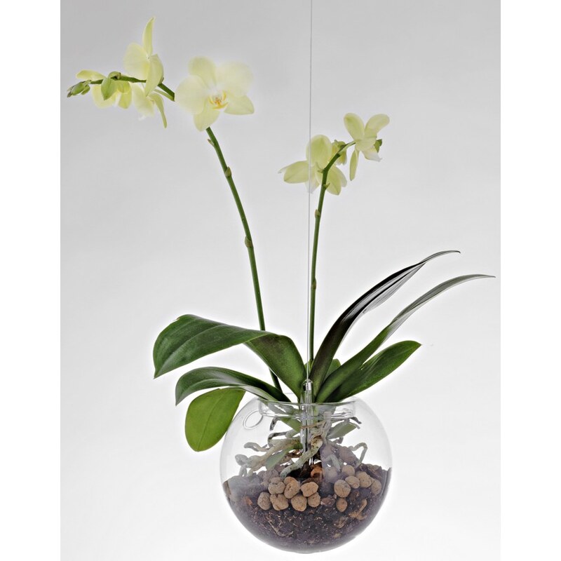 Evervit Závěsný květináč Flying Orchids Skleněný