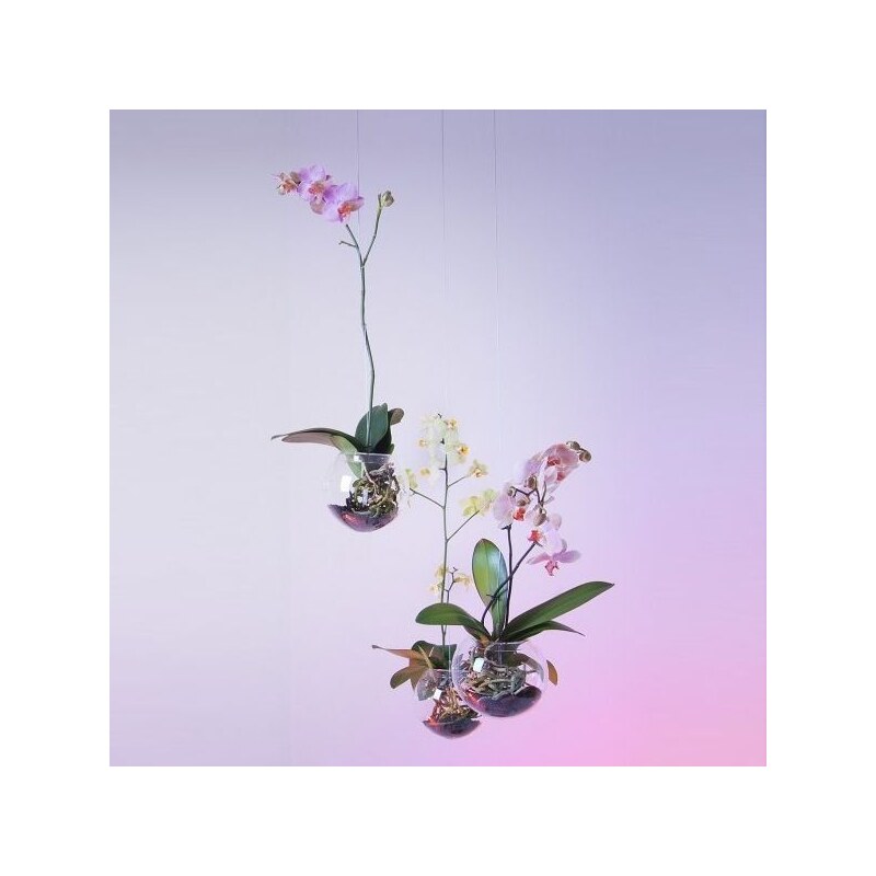 Baletka Petr & Behrová Eva Létající orchidej - květináč (transparentní)