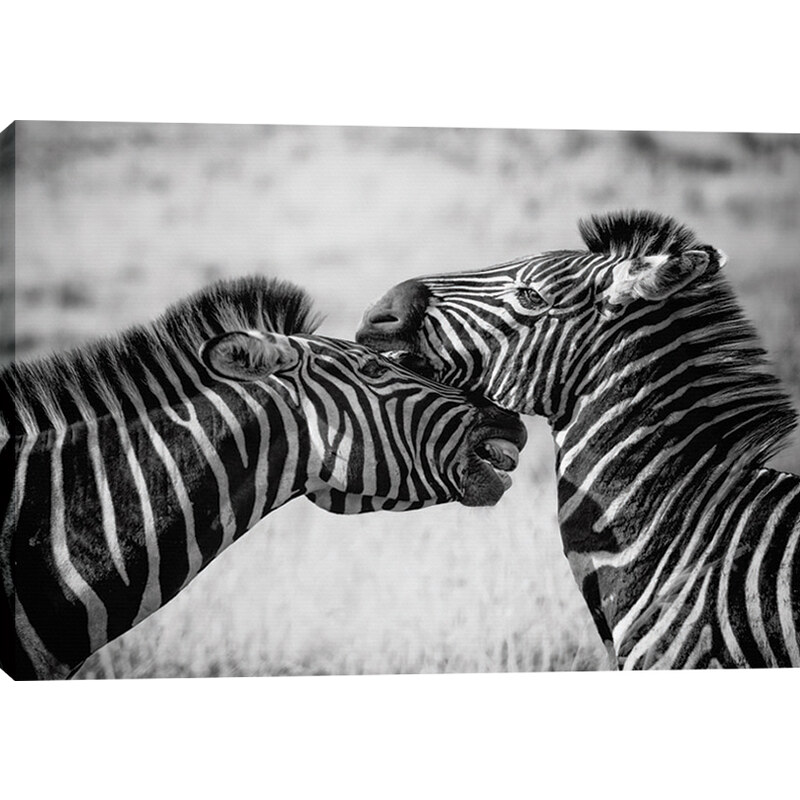 Obraz na plátně - Zebra