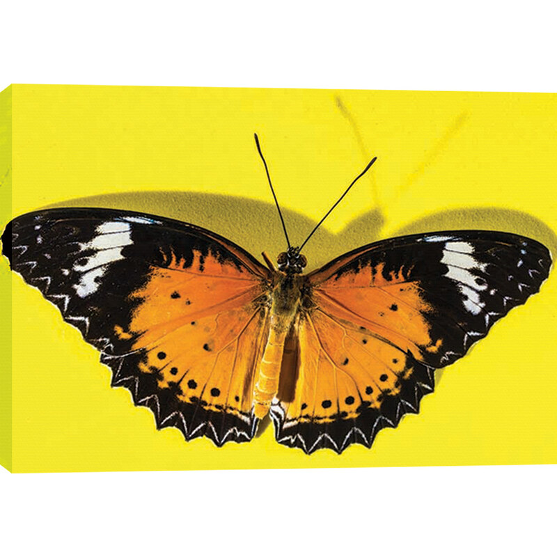 Obraz na plátně butterfly