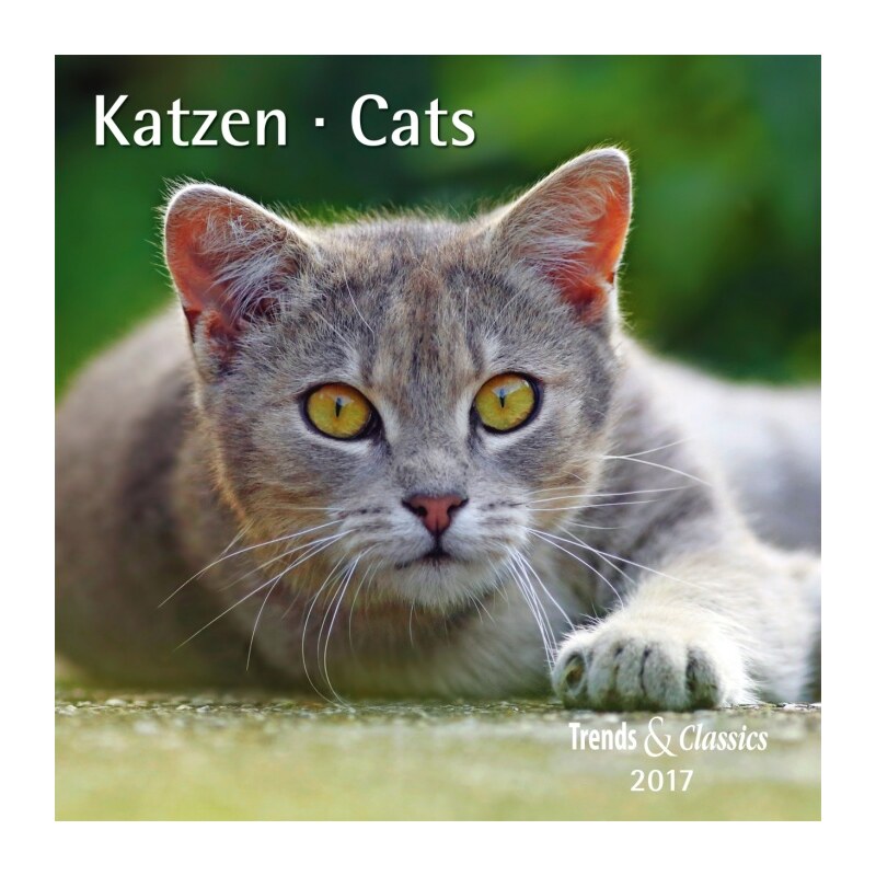 DuMont Kalenderverlag GmbH & Co. KG Nástěnný kalendář Kočky / Katzen T&C 2017 17DU3370