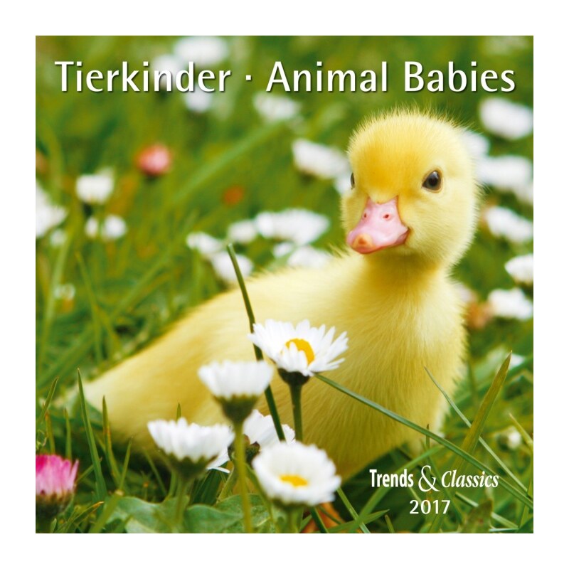 DuMont Kalenderverlag GmbH & Co. KG Nástěnný kalendář Mláďata / Tierkinder T&C 2017 17DU3397