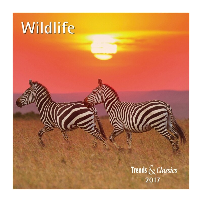 DuMont Kalenderverlag GmbH & Co. KG Nástěnný kalendář Divočina / Wildlife T&C 2017 17DU3398
