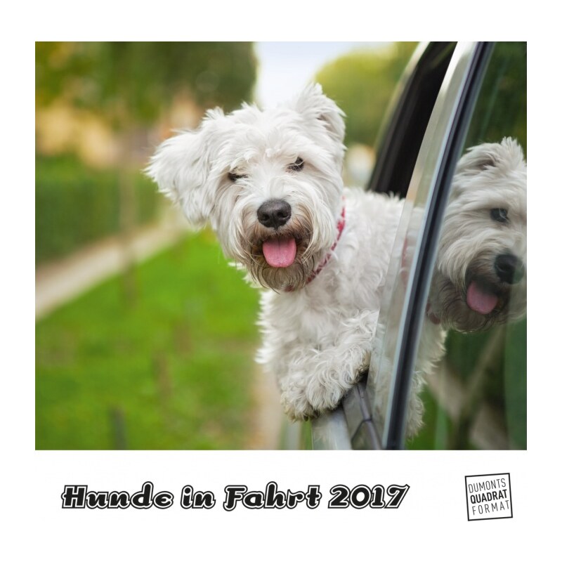 DuMont Kalenderverlag GmbH & Co. KG Nástěnný kalendář Psi na cestách / Hunde in Fahrt 2017 17DU3603